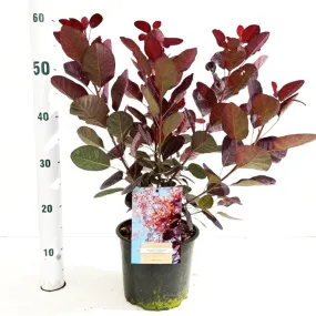 5x Cotinus coggyria Royal Purple 19cm Pot 40cm Shrub Plant